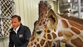 Tom Stalf had meteoric rise to lead Columbus zoo before falling in corruption case