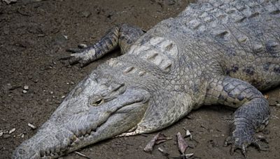 Conoce a la pareja de cocodrilos de la Costa que procrearon y habitan en el Parque Histórico de Guayaquil
