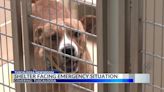 Tuscaloosa Metro Animal Shelter urgently needs foster and forever homes for dogs