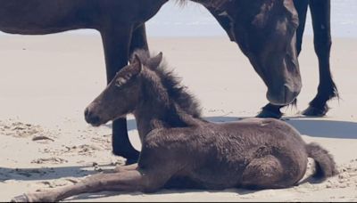 Outer Banks welcomes another wild horse foal