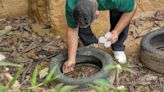 Casos de dengue caem 61%, porém redução não ocorre da mesma forma em toda região