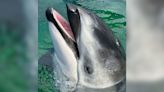 Li’i the dolphin, companion to Lolita the orca, moved from Miami Seaquarium to SeaWorld San Antonio