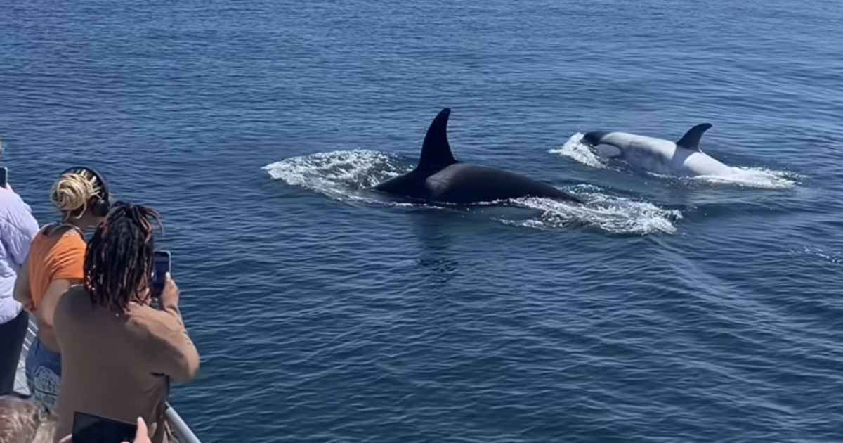 Rare white killer whale nicknamed "Frosty" spotted off California coast