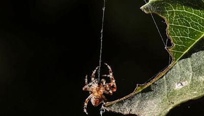 You aren't cursed (probably). Spiders really are more active in L.A. right now