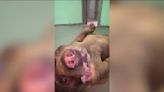 Topeka Zoo’s Hoho the sun bear gains internet following for cute looks