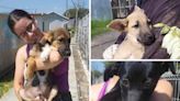 Puppies dumped outside shelter are hoping to find forever homes in Norfolk