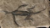 El fósil más antiguo de los Alpes era una falsificación