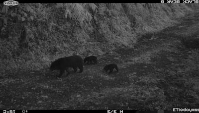 台東林道「母熊帶2寶寶」攀爬山壁 1家3口散步珍貴畫面曝光！