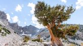 The oldest tree in the world: Meet 'Methuselah,' a literal hidden gem.