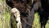 Reported birth of rare white buffalo calf ‘fulfils tribal prophecy’