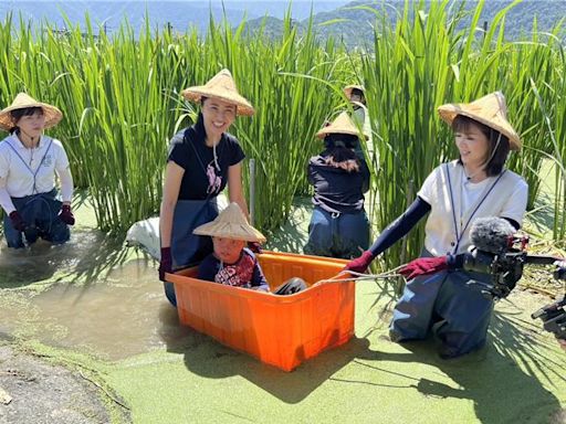 尋找茭點女神！許淑華與美人腿公主青蛙裝下田 推廣茭白筍 - 生活