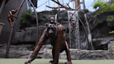 Omaha's zoo unveils $21 million orangutan forest exhibit: 'It’s a really immersive experience'