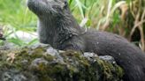 Otter pup dies after being pinned between a ramp and platform at zoo