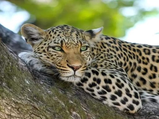 Woman fights off leopard to save mother-in-law in Uttarakhand | Dehradun News - Times of India