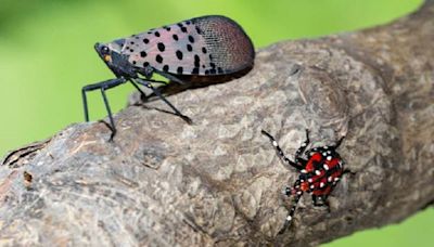 DEM treating 5 communities for spotted lanternflies