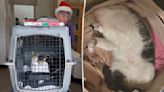Cat reunites with family after surviving Maui wildfires 6 months ago: ‘It’s a beautiful thing’