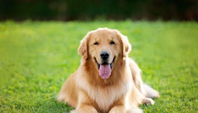 Heartfelt Moment Golden Retriever with Harry Potter-Inspired Name Meets Baby Brother Is Full of Magic