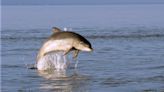 Baby dolphin found dead with bullets in it's brain, spine and heart
