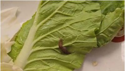 大白菜、花壽司、小火鍋都有「活蛞蝓」！「全世界第一例」在台灣 醫：爬過的蔬菜都有風險