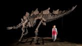 Largest stegosaurus fossil ever found to be auctioned by Sotheby's in New York