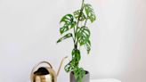 How to Grow and Care for Monstera Obliqua