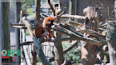 Need a little cuteness break? This New Bedford zoo might have the answer.