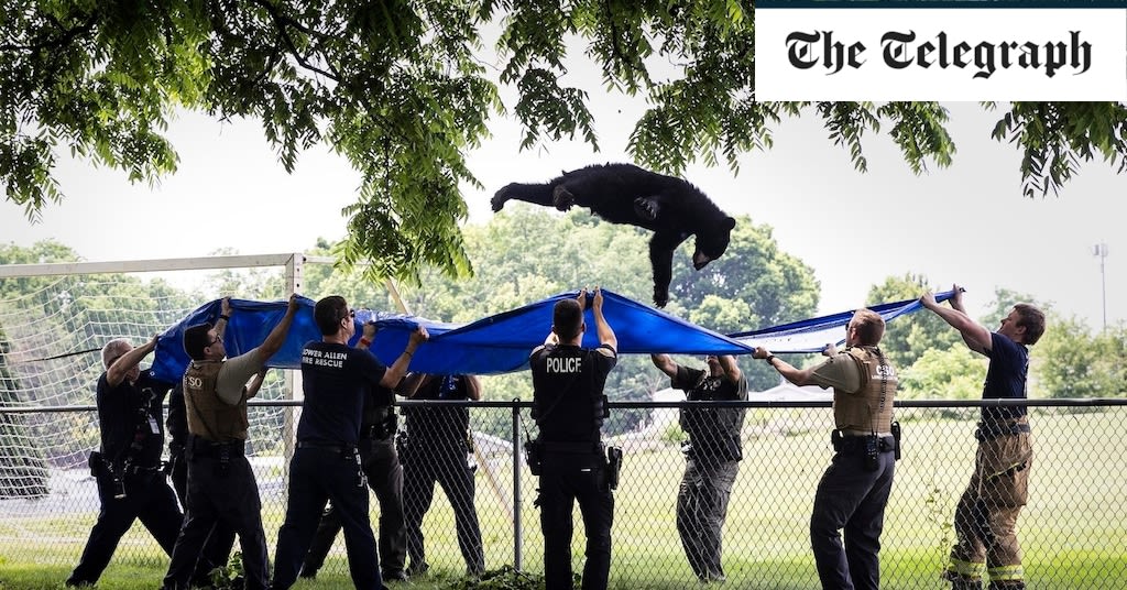 Watch: Sedated bear caught by rescuers as it falls from tree at Pennsylvania school