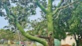 Invasive green tree destroying water pipes in Aussie suburbs