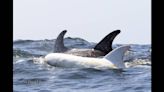 Rare white dolphin named Casper spotted in group of 1,000 off CA coast, video shows