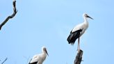 Rewilding plan aims to bring 'beautiful' white storks to London