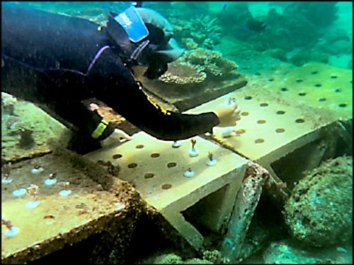 《澎湖》澎湖開放種珊瑚 打造鎖港海底花園