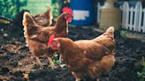Q&A: Is it bird flu just an animal thing, or can people catch it?