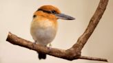 Extinct Guam Kingfisher Readying For Release On Remote Pacific Island