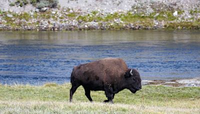 Woman gored by bison in Yellowstone National Park, park reports