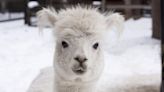 Annual Buckeye Alpaca Show: Hundreds of alpacas in NE Ohio this weekend