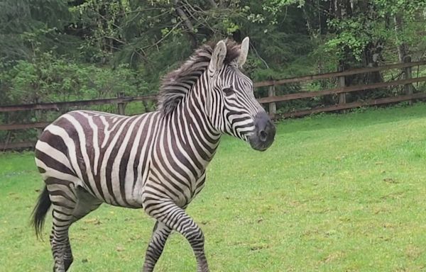 Zebra search continues near North Bend after confirmed sighting Tuesday