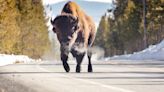 'Disorderly' Yellowstone tourist arrested after skirmish with bison