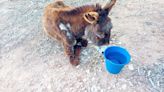 Muere una burra tras ser abandonada en Estubeny