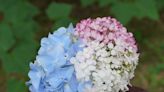 Plant Lovers’ Almanac: Hydrangeas, Japanese beetles and a 200-year-old bur oak