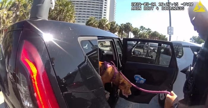 VIDEO: Woman charged with animal cruelty after Clearwater Police rescue dog from hot car