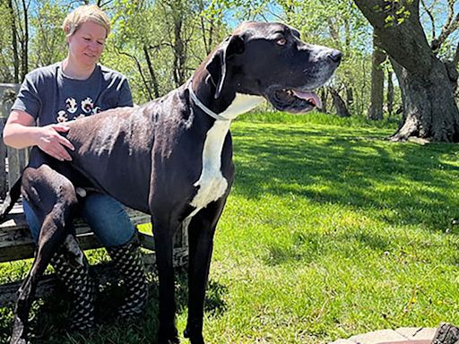 Kevin, world’s tallest male dog, dies shortly after securing record