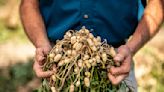 You don't have to live in the tropics to grow peanuts - The Morning Sun