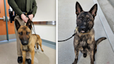 Carson sheriff K-9 unit welcomes two new members