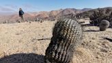 Fiscalía tramita extradición de sujeto italiano por contrabando de cactus endémicos que extrajo desde el desierto de Atacama - La Tercera