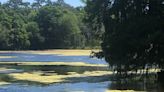 UF officials near start of watershed management plan for Lake Alice, other bodies of water