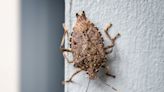 Stink bugs could spread their stench to new parts of the US as climate crisis worsens