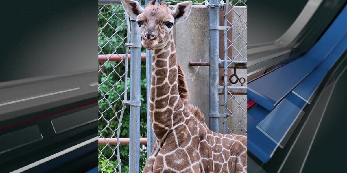 Roosevelt Park Zoo mourns loss of giraffe calf Jabari