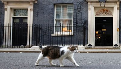 The story of 10 Downing Street’s most famous resident. And it’s not a PM