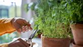 How to Prune Dill: 3 Easy Ways