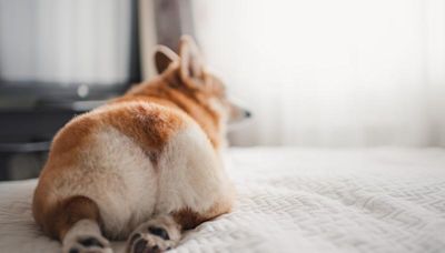 Why Dogs Fart & How to Help Stop the Stink